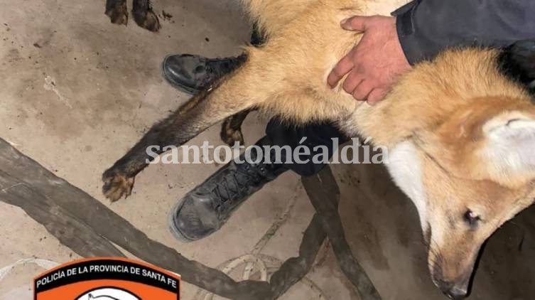 Rescataron a dos aguará guazú que eran tenidos como mascota en la ciudad de Cañada de Gómez