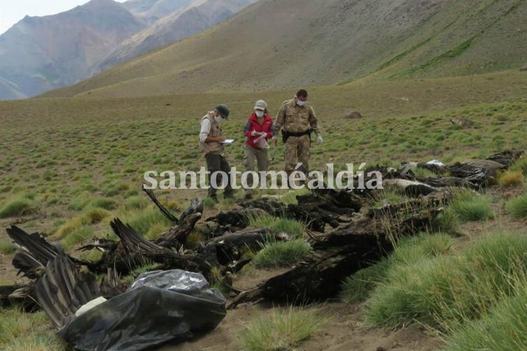 Matanza de cóndores: 