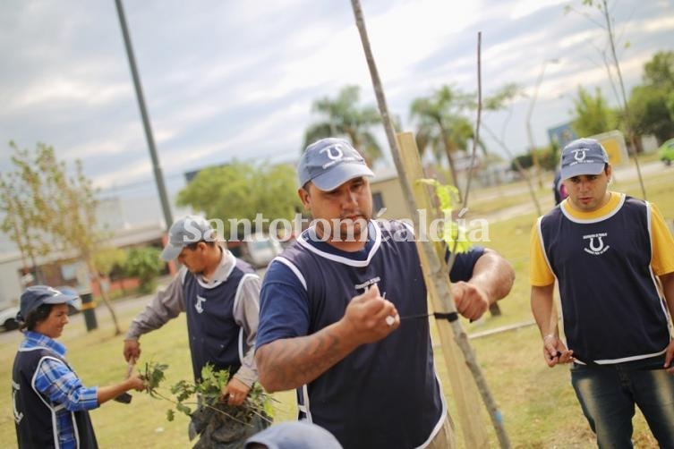 Santa Fe: Más árboles en Plaza Vanossi