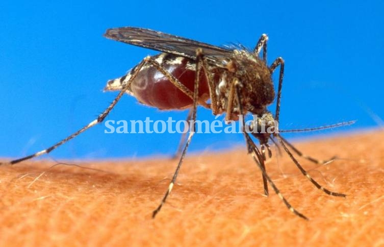 El principal vector es el mosquito Culiseta melanura. (Foto: wbur.org)
