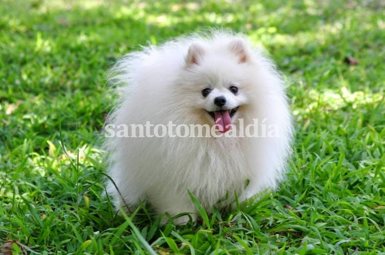Muere en Hong Kong el primer perro diagnosticado con coronavirus