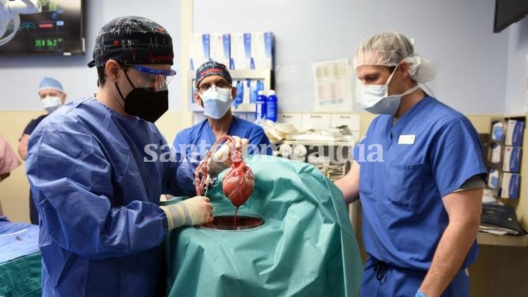 Médicos estadounidenses implantaron por primera vez un corazón de cerdo a un humano