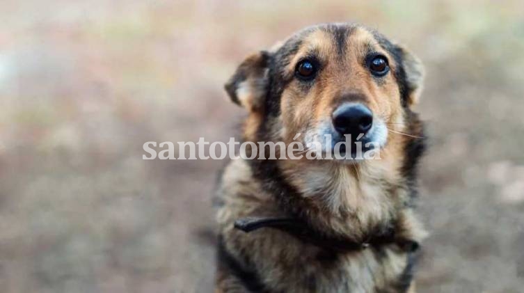 Conmoción y misterio en Brasil: encontraron más de 40 perros muertos tirados al borde de una ruta.