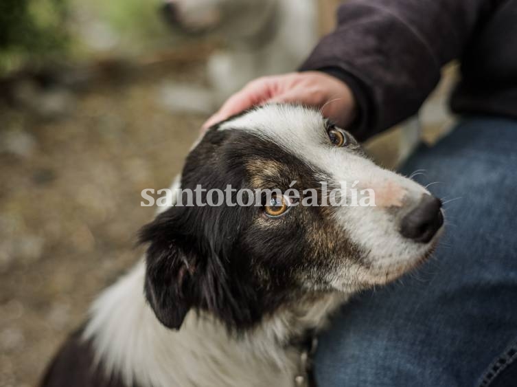 Hasta el 31 de julio estará abierta la inscripción para capacitarse como “Auxiliar de Tránsito de Mascotas”