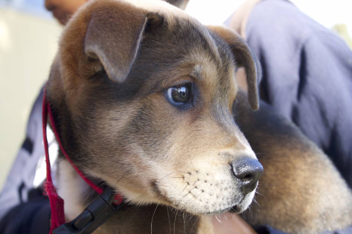 Desde el 4 de septiembre, la campaña de castración de mascotas se traslada a Villa Adelina Este