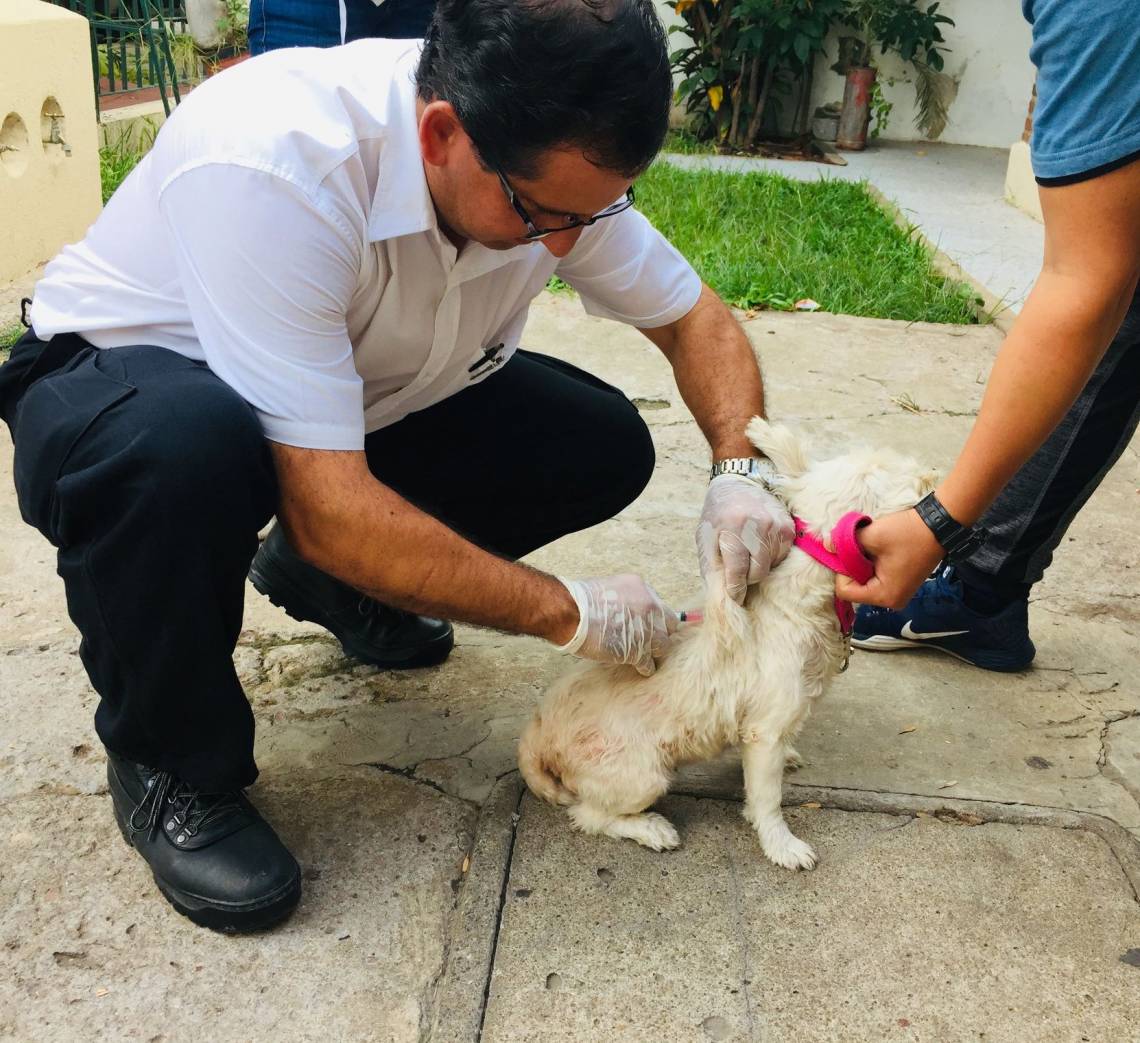 La vacunación está destinada a perros y gatos mayores de tres meses de edad. (Foto: Archivo)