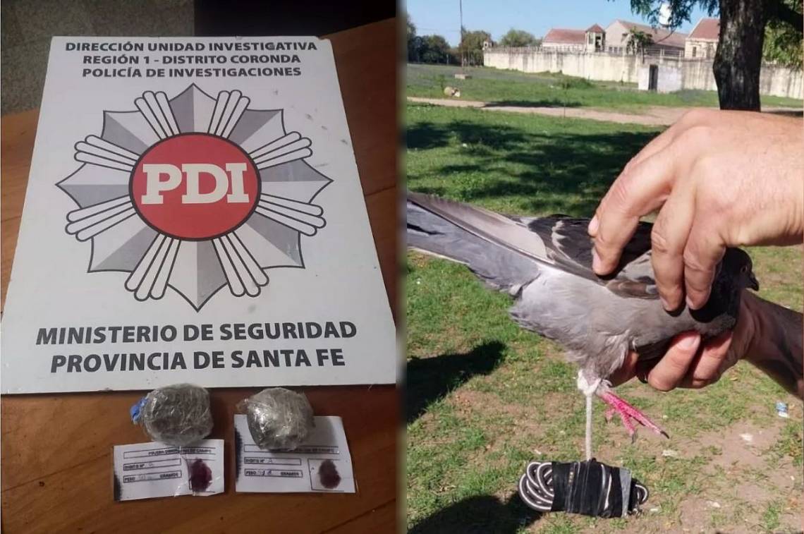 Increíble: quisieron ingresar droga a la cárcel de Coronda con una paloma mensajera