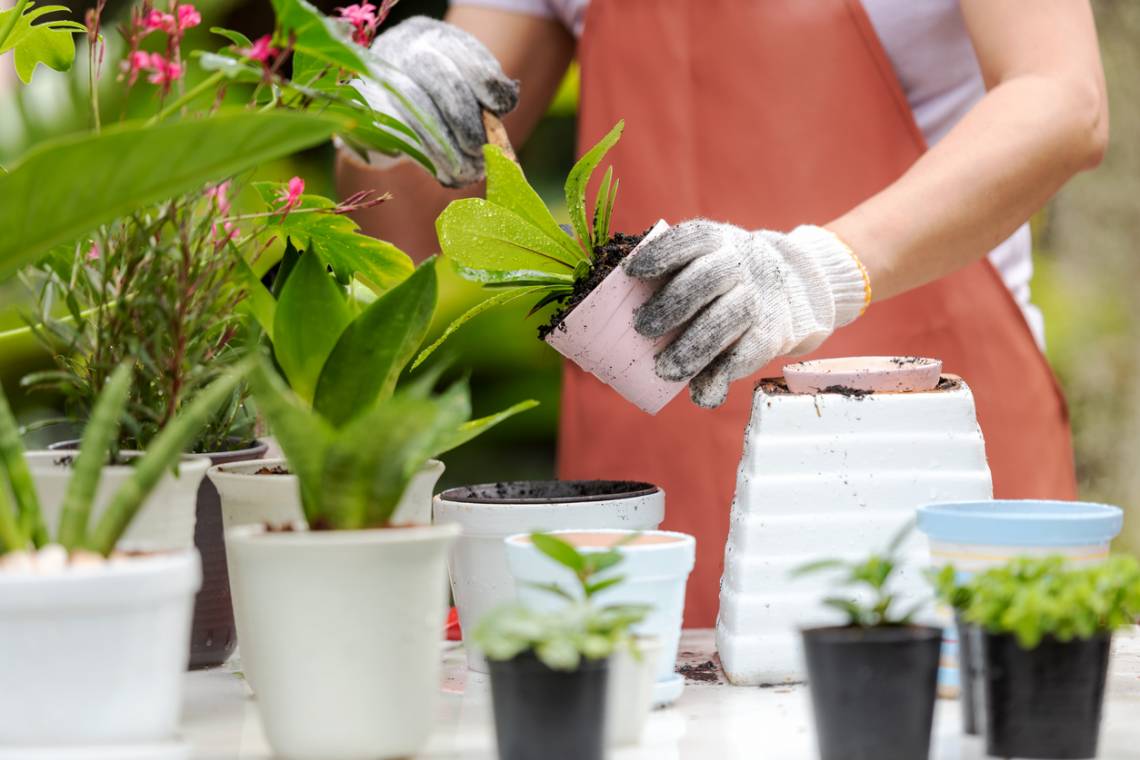 Inscripciones abiertas para un curso gratuito de Jardinería y Poda en el IFEE