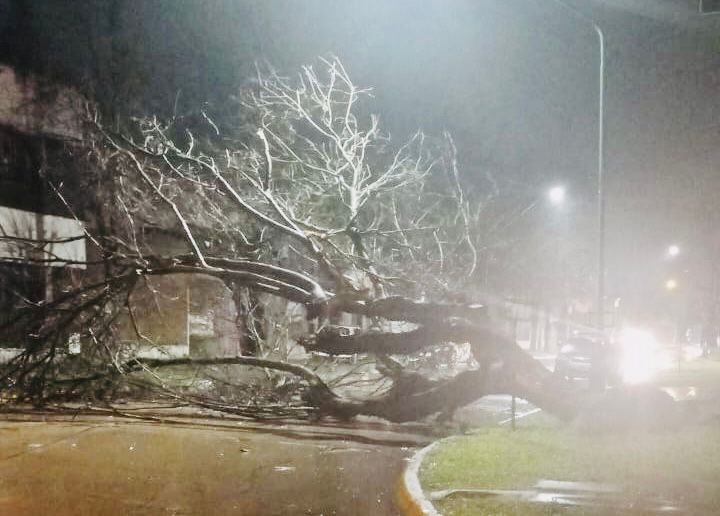 Fuerte temporal: árboles caídos, ramas de gran porte y 97 mm de lluvia acumulada