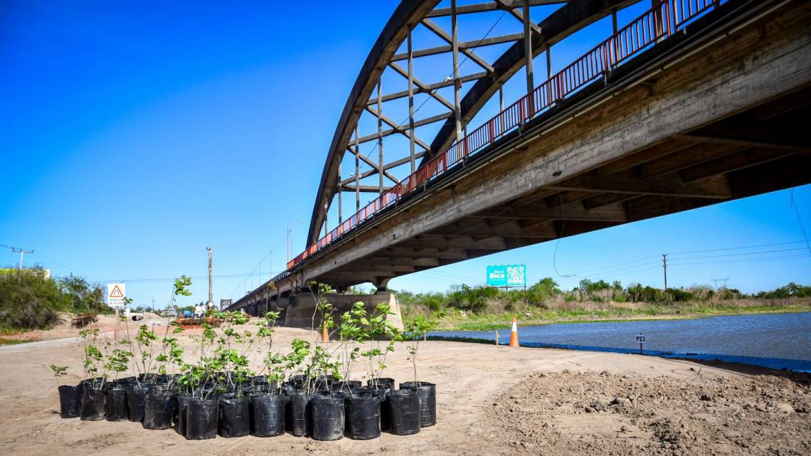 Nuevo puente: Provincia anunció que rescatará más de 600 lapachos en la zona de obra