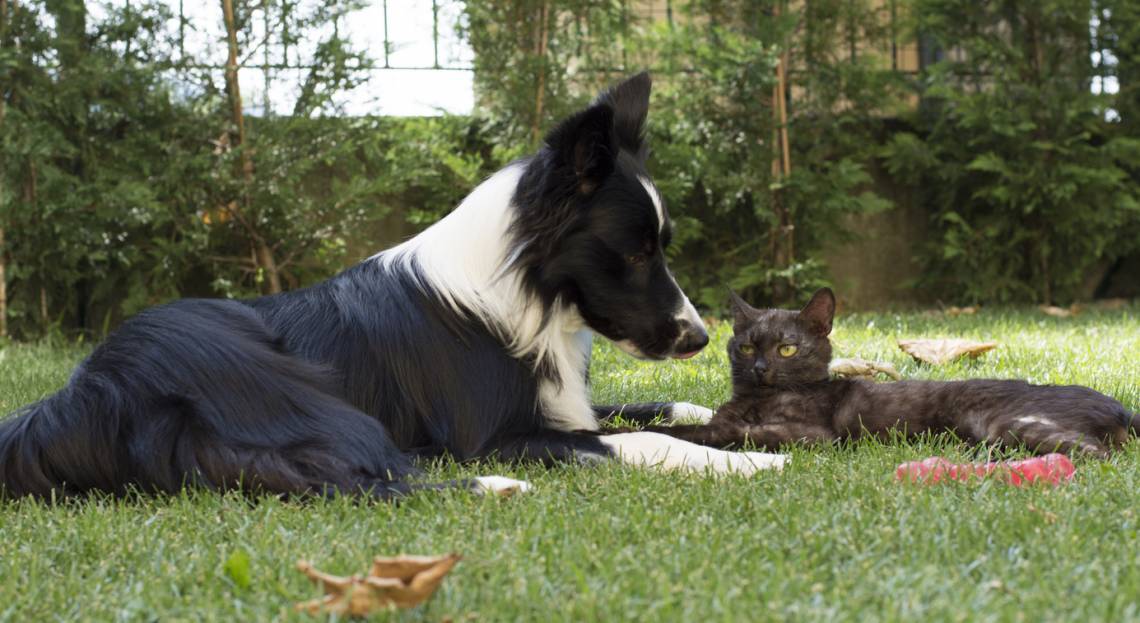 Protección Animal: difundieron el esquema de atención veterinaria gratuita para este mes