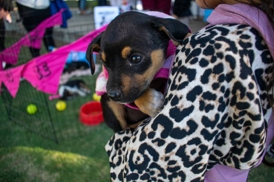 Protección Animal: informaron el cronograma de actividades para octubre