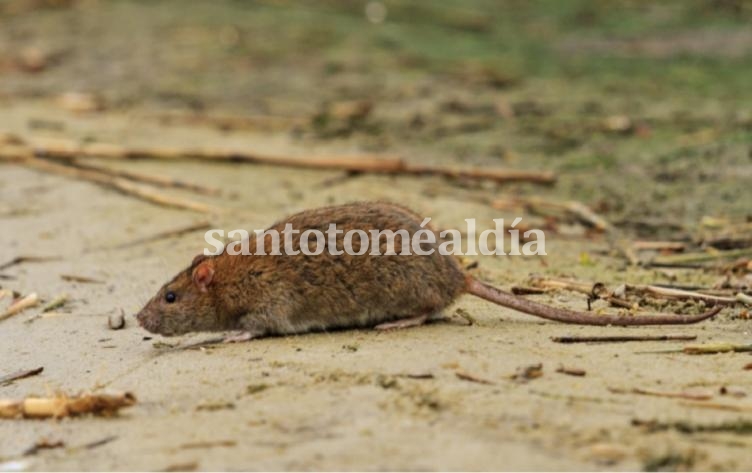 Recomendaciones para prevenir el hantavirus