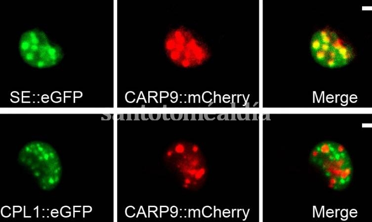 Descubren una proteína que permite a las plantas adaptarse al entorno