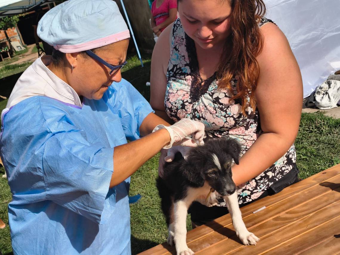 Un perro recibe asistencia veterinaria en una jornada de Atención Focalizada realizada en febrero. (Foto: MST)
