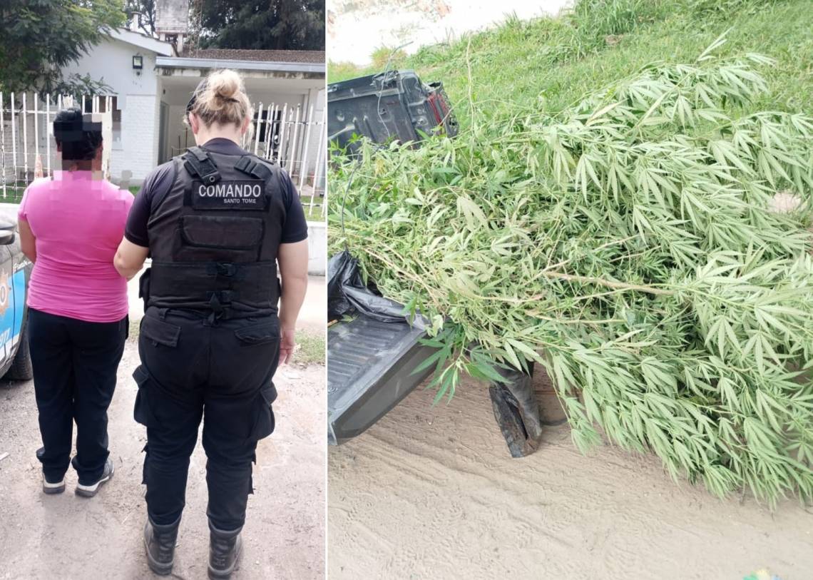 Una mujer fue detenida luego de que hallaran 10 plantas de marihuana en su casa.