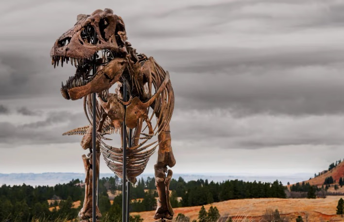 En Nueva York se subastará un Tiranosaurio rex de 67 millones de años valuado en US$30 millones.