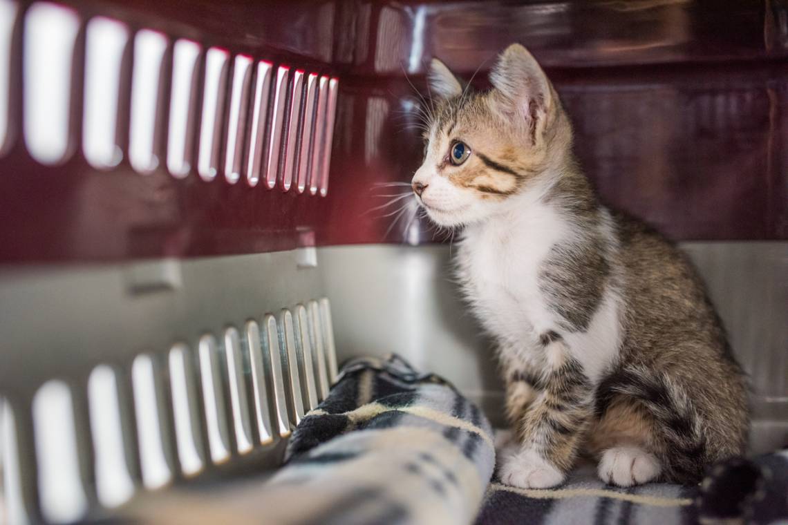 Continúan los servicios gratuitos del programa de Protección Animal y habrá dos campañas barriales. (Crédito: Felipe Rodriguez)